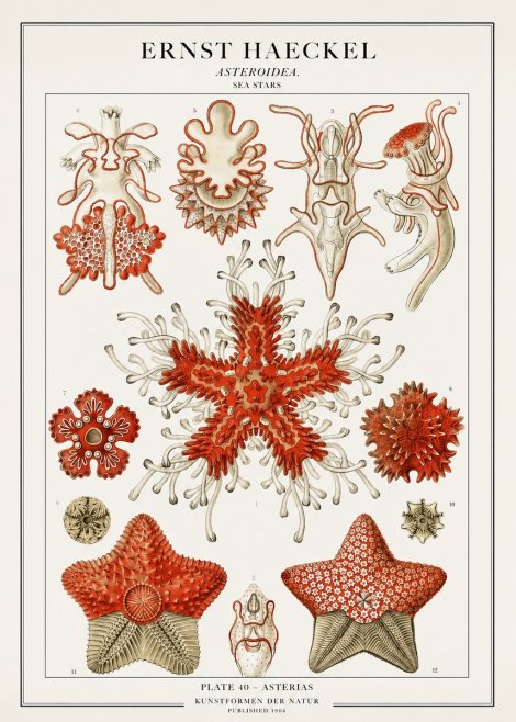 Ernst Haeckel Asteroidea. Sea Stars No1 - Poster