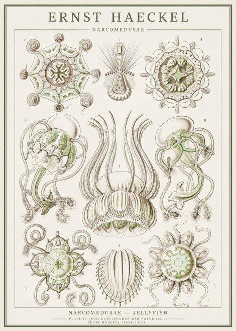 Ernst Haeckel Narcomedusae - Jellyfish No1 - Poster