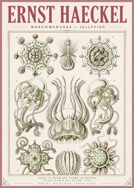 Ernst Haeckel Narcomedusae - Jellyfish No4 - Poster
