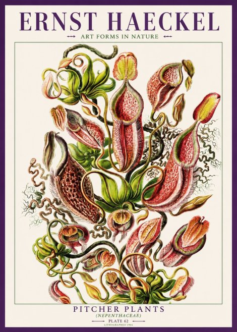 Ernst Haeckel Pitcher Plants No3 - Poster