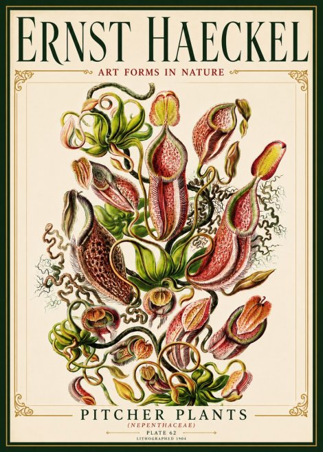 Ernst Haeckel Pitcher Plants No6 - Poster