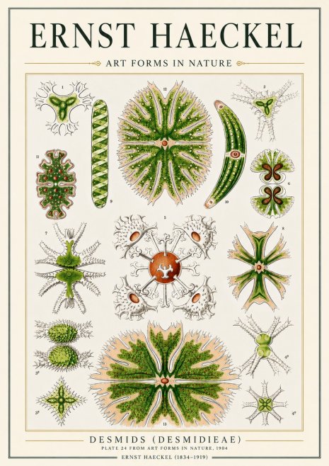 Ernst Haeckel Desmids (Desmidieae) No3 - Poster