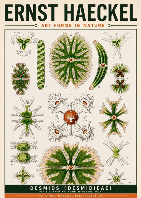 Ernst Haeckel Desmids (Desmidieae) No6 - Poster