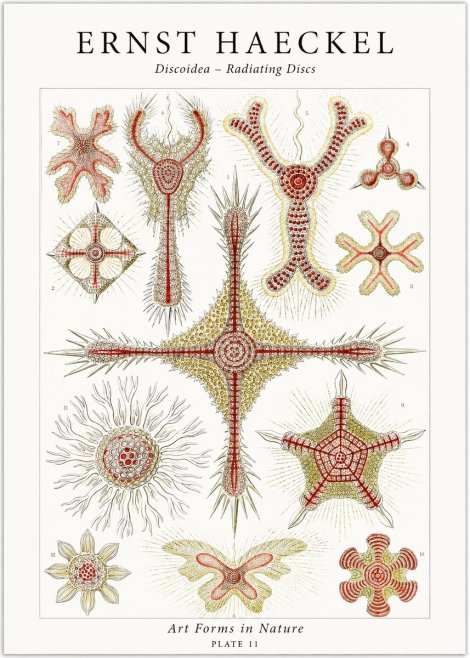 Ernst Haeckel Discoidea – Radiating Discs No1 - Poster