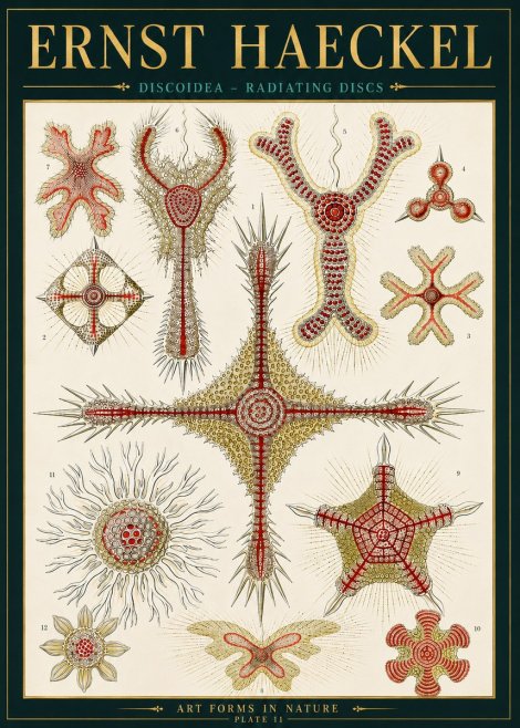 Ernst Haeckel Discoidea – Radiating Discs No4 - Poster
