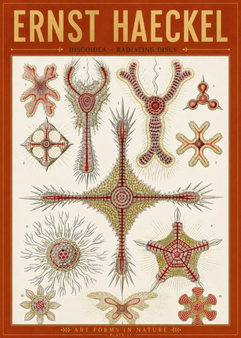 Ernst Haeckel Discoidea – Radiating Discs No5 - Poster