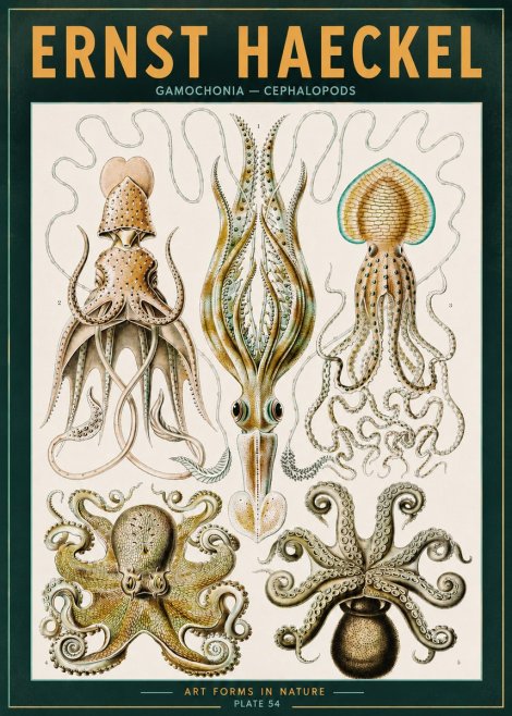Ernst Haeckel Cephalopods Octopuses and Squid No3 - Poster