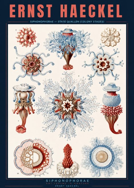 Ernst Haeckel Siphonophorae - State Quallen (Colony Stages) No2 - Poster