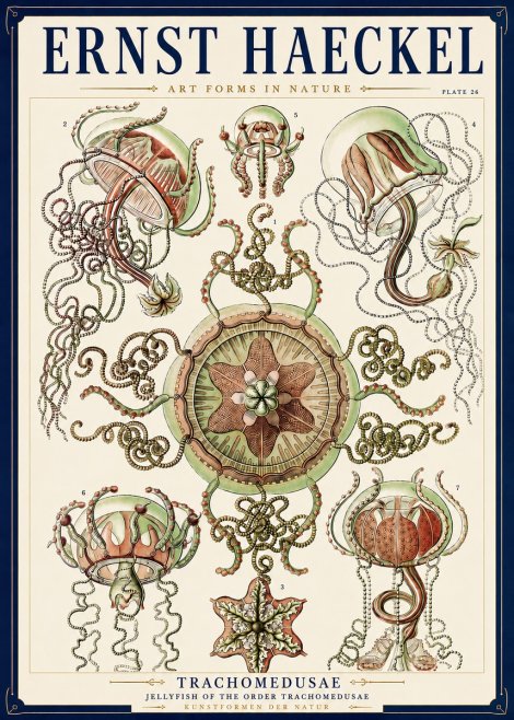 Ernst Haeckel Trachomedusae No3 - Poster