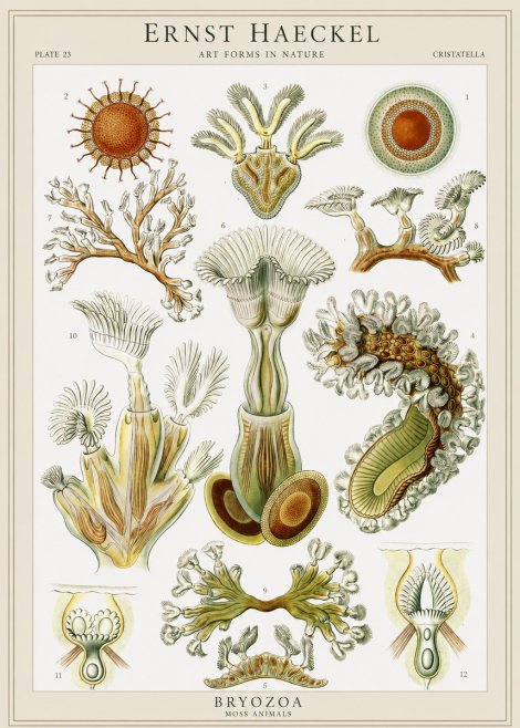 Ernst Haeckel Cristatella No1 - Poster
