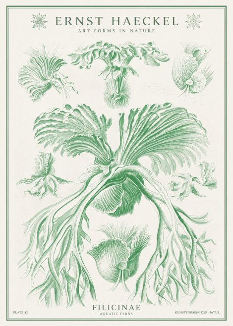 Ernst Haeckel Filicinae No1 - Poster