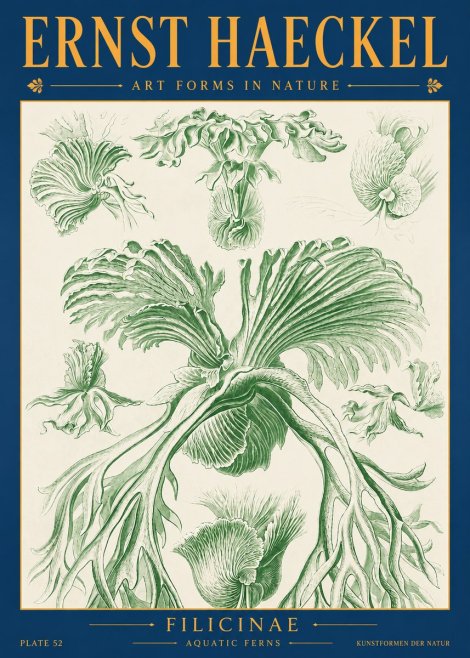 Ernst Haeckel Filicinae No2 - Poster