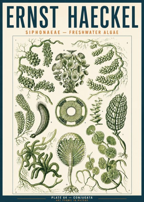Ernst Haeckel Siphonaceae - Freshwater Algae No3 - Poster