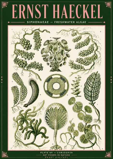 Ernst Haeckel Siphonaceae - Freshwater Algae No4 - Poster