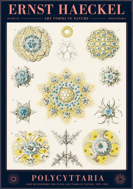 Ernst Haeckel Polycyttaria – Order of Radiolaria No2 - Poster