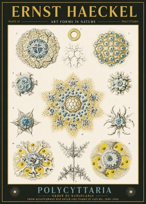 Ernst Haeckel Polycyttaria – Order of Radiolaria No6 - Poster