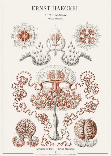 Ernst Haeckel Anthomedusae. Flower Medusae. No1 - Poster