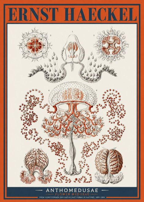 Ernst Haeckel Anthomedusae. Flower Medusae. No2 - Poster
