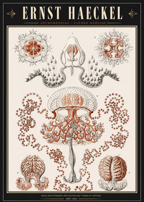 Ernst Haeckel Anthomedusae. Flower Medusae. No3 - Poster