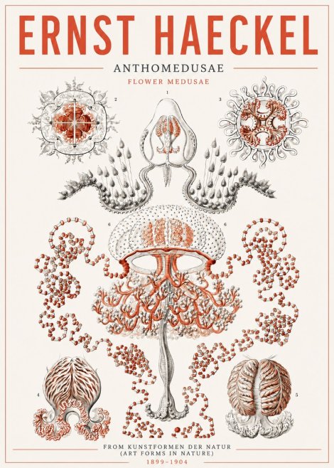 Ernst Haeckel Anthomedusae. Flower Medusae. No5 - Poster