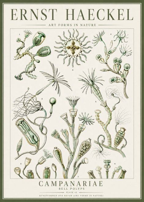 Ernst Haeckel Campanariae – Bell Polyps No4 - Poster