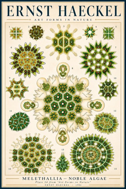 Ernst Haeckel Melethallia - Noble Algae No3 - Poster