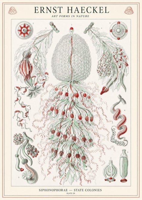Ernst Haeckel Siphonophorae - State Colonies No1 - Poster