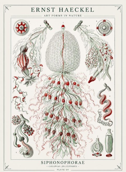 Ernst Haeckel Siphonophorae - State Colonies No3 - Poster