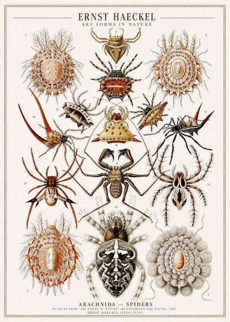 Ernst Haeckel Arachnida — Spiders No1 - Poster