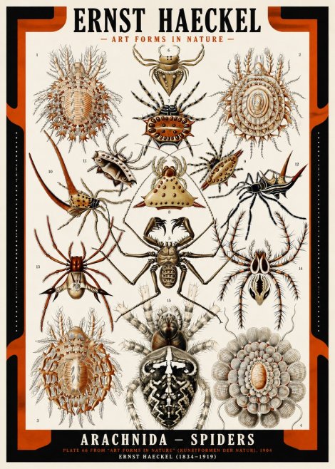 Ernst Haeckel Arachnida — Spiders No2 - Poster