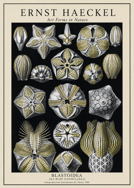 Ernst Haeckel Blastoidea Sea Buds (Snowflakes) No1 - Poster