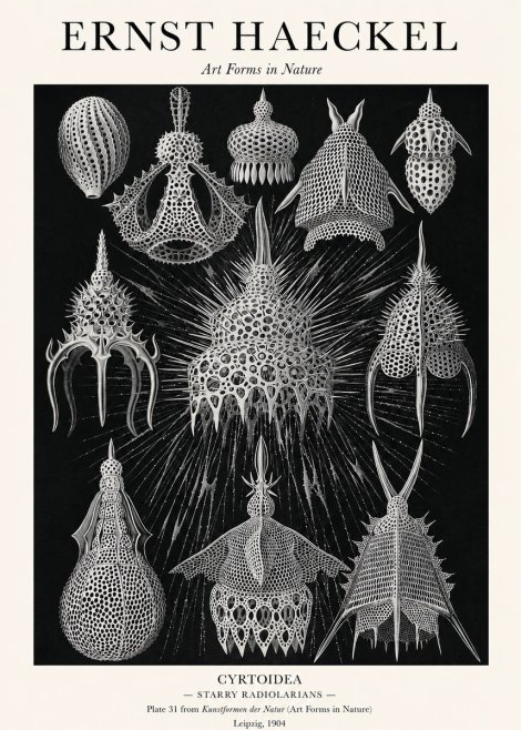 Ernst Haeckel Cyrtoidea - Starry Radiolarians No1 - Poster