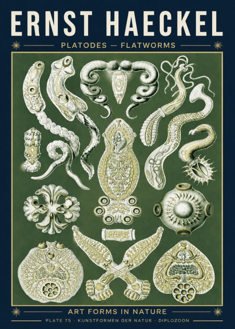 Ernst Haeckel Platodes – Flatworms No5 - Poster