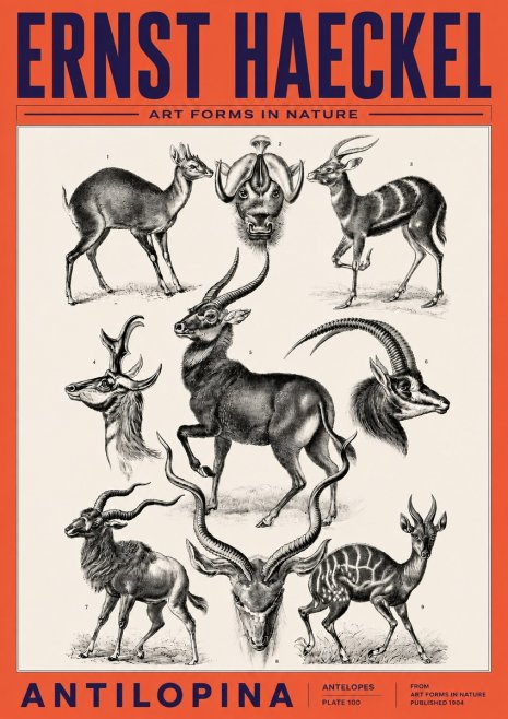 Ernst Haeckel Antelopes No6 - Poster