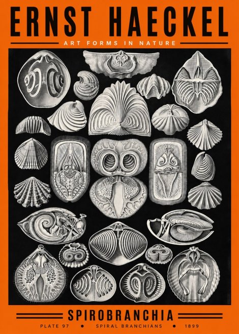 Ernst Haeckel Spirobranchia No2 - Poster