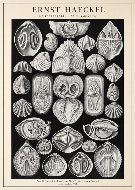 Ernst Haeckel Spirobranchia No3 - Poster