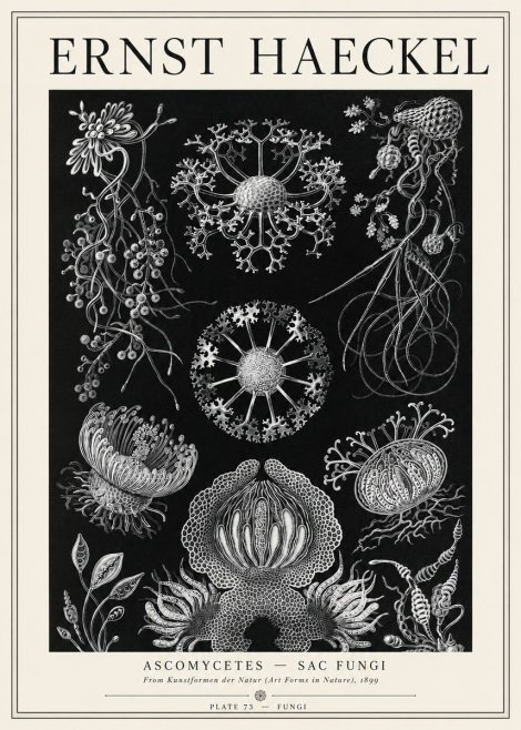 Ernst Haeckel Ascomycetes — Sac Fungi No1 - Poster