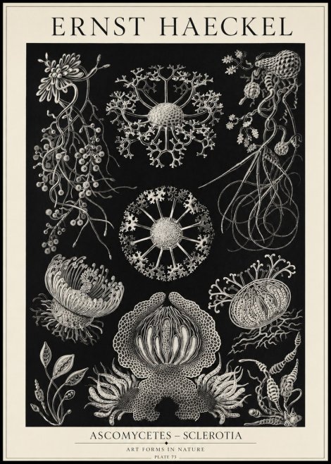 Ernst Haeckel Ascomycetes — Sac Fungi No5 - Poster