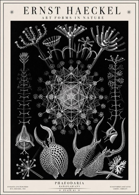 Ernst Haeckel Phaeodaria Radiolarians - Plate 61 No1 - Poster