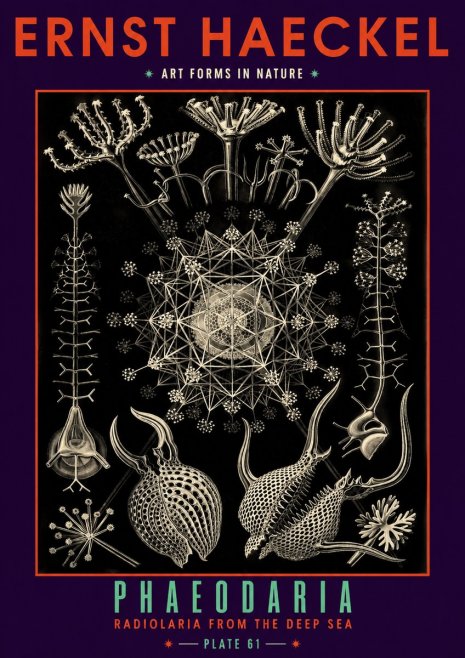 Ernst Haeckel Phaeodaria Radiolarians - Plate 61 No6 - Poster