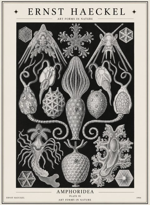 Ernst Haeckel Amphoridea No1 - Poster