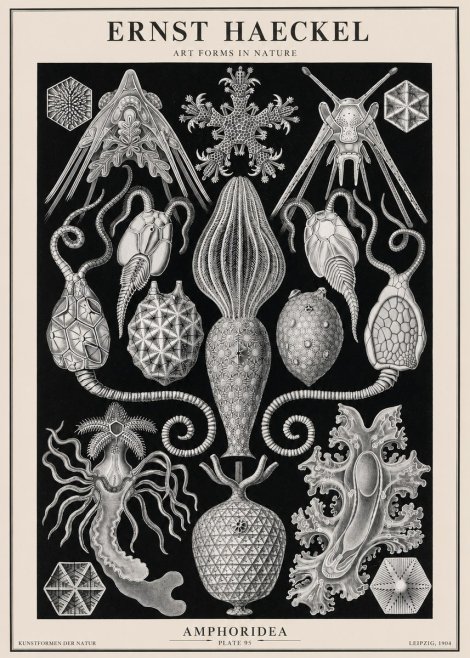 Ernst Haeckel Amphoridea No2 - Poster