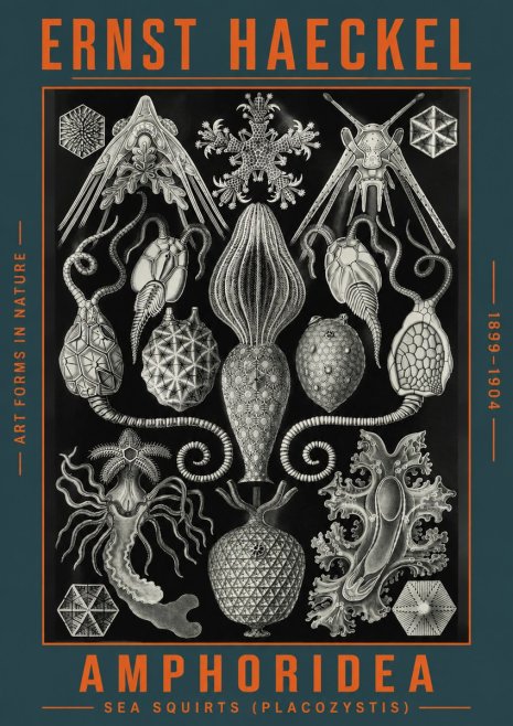 Ernst Haeckel Amphoridea No4 - Poster