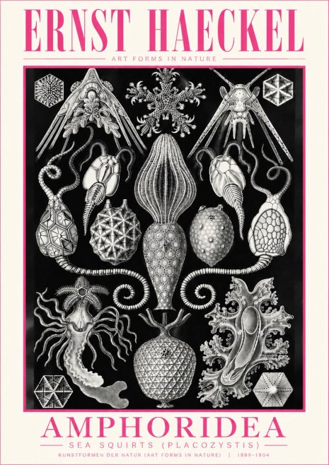 Ernst Haeckel Amphoridea No5 - Poster