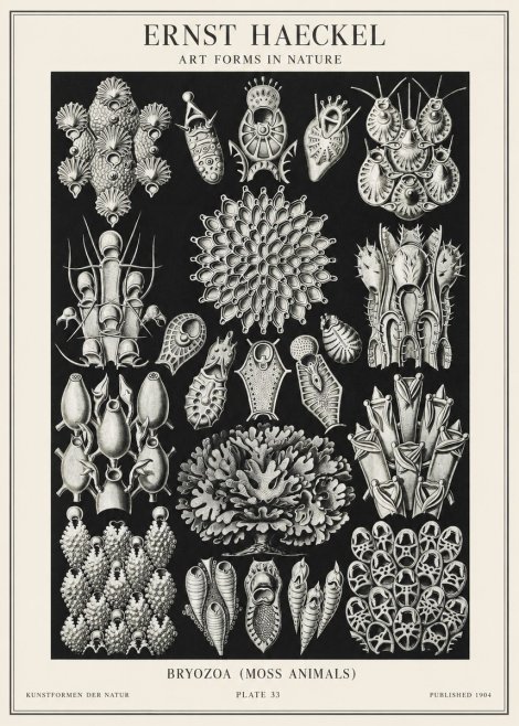 Ernst Haeckel Bryozoa No2 - Poster