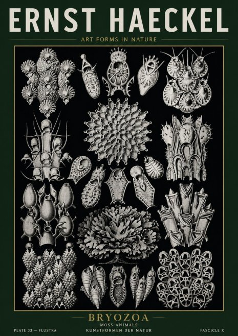 Ernst Haeckel Bryozoa No5 - Poster