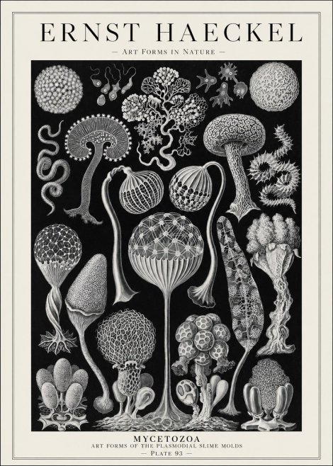 Ernst Haeckel Mycetozoa No1 - Poster