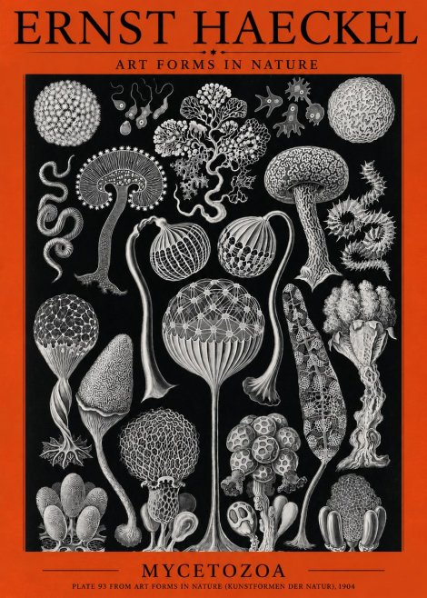 Ernst Haeckel Mycetozoa No3 - Poster