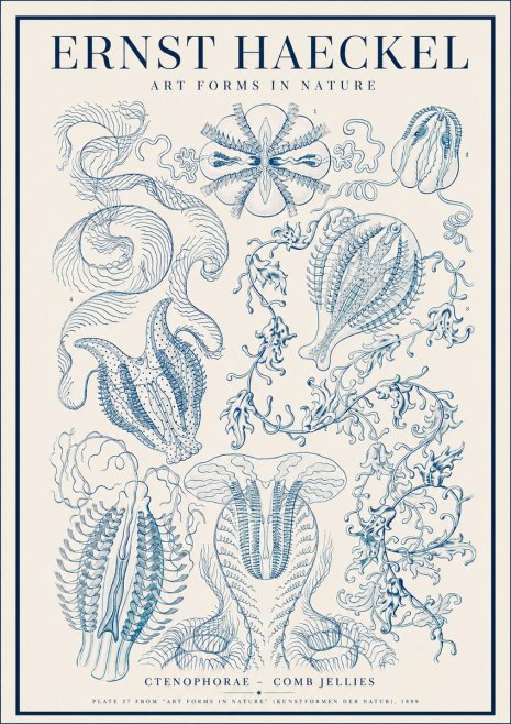 Ernst Haeckel Ctenophoræ – Comb Jellies No4 - Poster