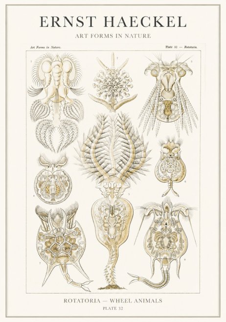 Ernst Haeckel Rotatoria - Wheel Animals No3 - Poster